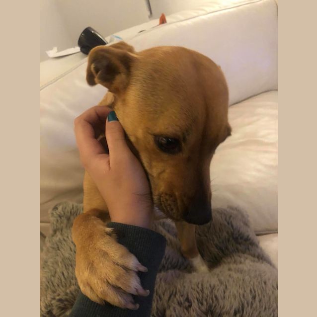 Photo of Lemon Db403