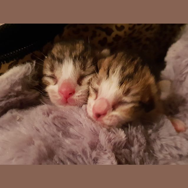 Photo of Remus