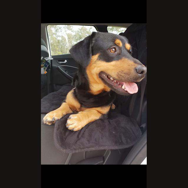 Photo of Shorty