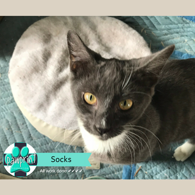 Photo of Socks