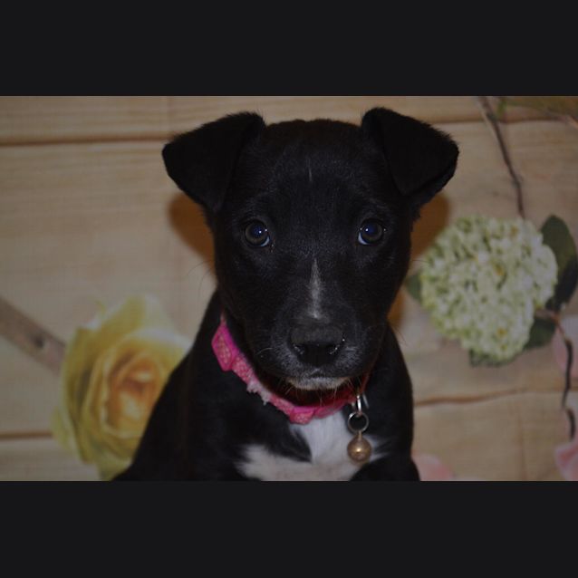 Photo of Roo