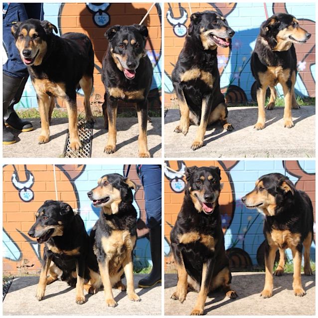 Photo of Zeus & Shilo (3650 & 3651)