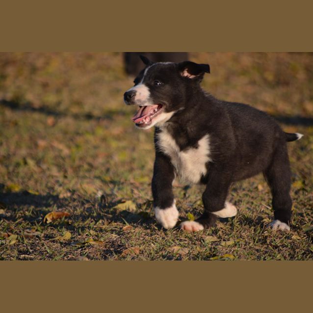 Photo of Dingo 