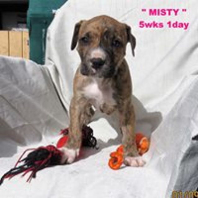 Photo of Misty