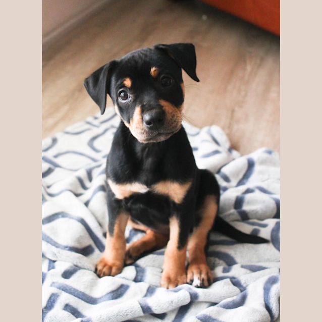 Photo of Mini Shelly