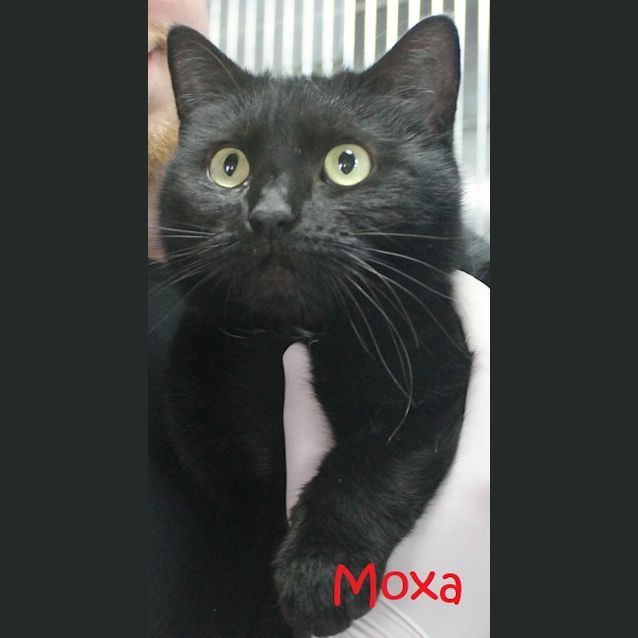 Photo of Moxa