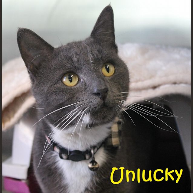 Photo of Unlucky