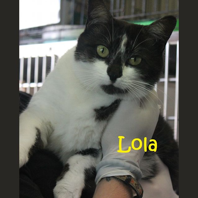 Photo of Lola 