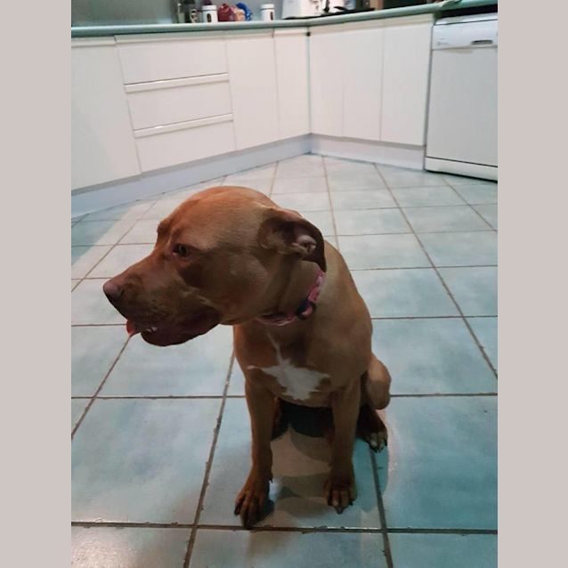 Photo of Our Beautiful Bella