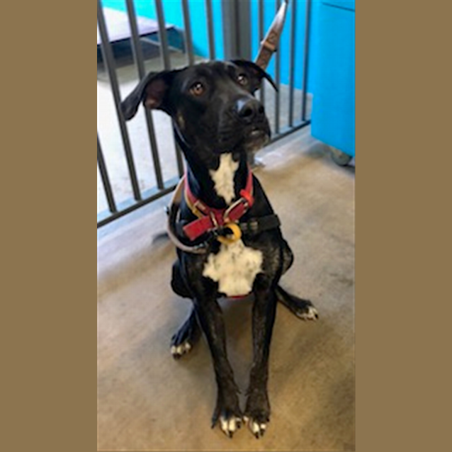 Photo of Delilah