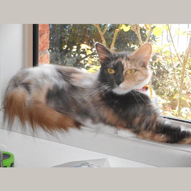 Photo of Maisy