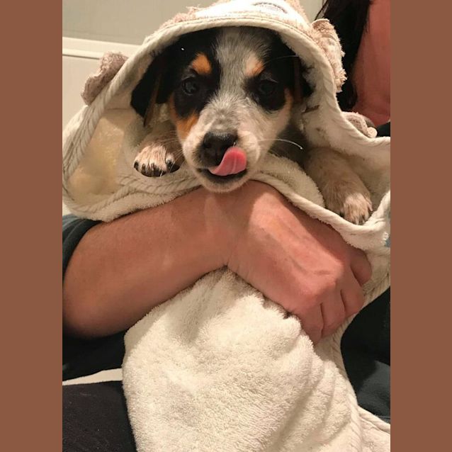 Photo of "Pippin"