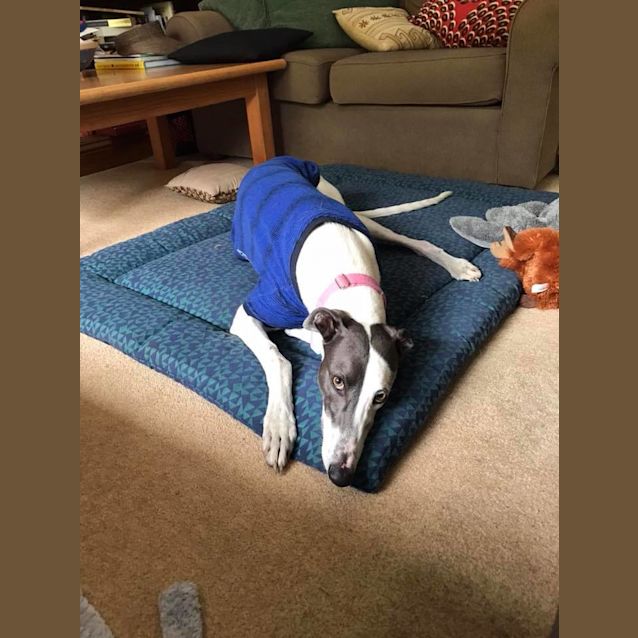 Photo of Rose (Adoption Pending)
