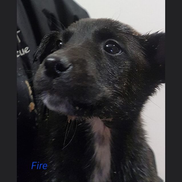 Photo of Fire