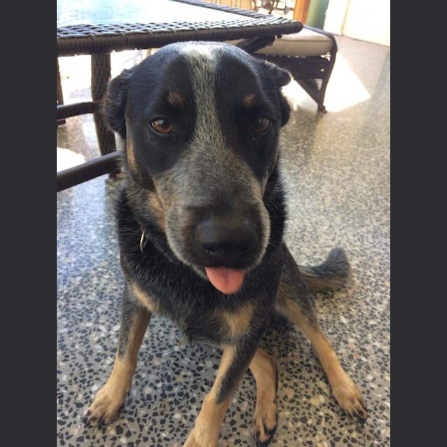 Photo of Diesel
