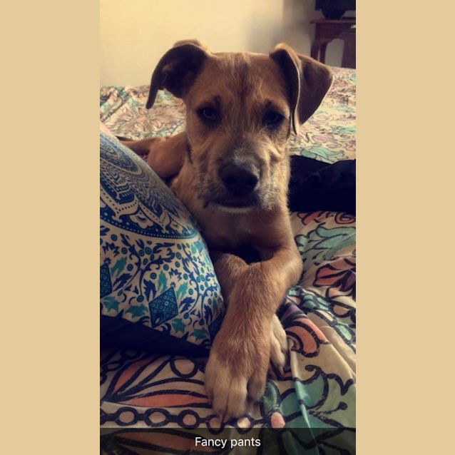 Photo of Rocco