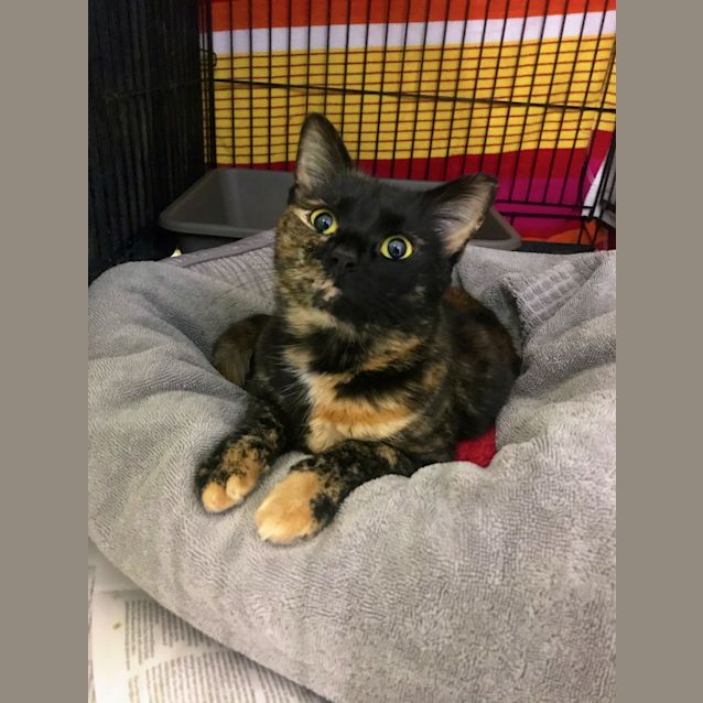 Photo of Catniss
