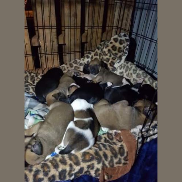 Photo of Able   Blue Boy