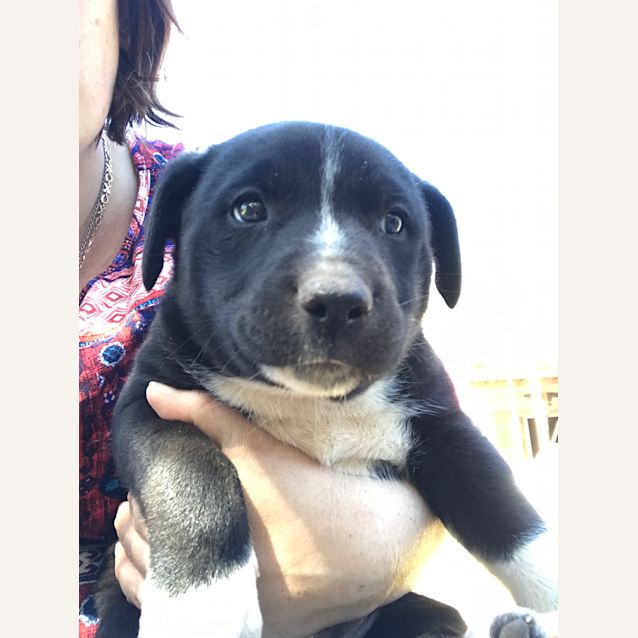 Photo of Thunder   Tan Boy 