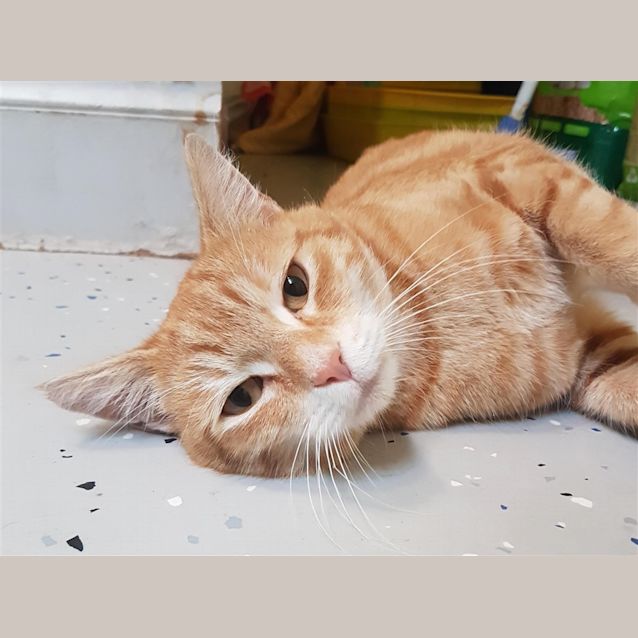 Photo of Indi