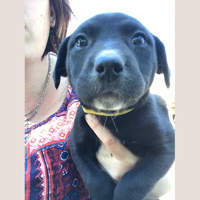 Photo of Adah   Yellow Girl