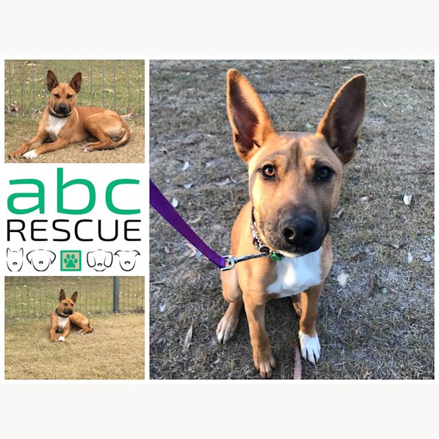 Photo of Gunner (Big Adopt Out Attendee)