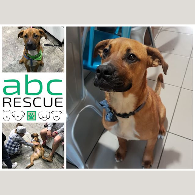 Photo of Hermann (Big Adopt Out Attendee)