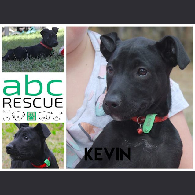 Photo of Kevin ( Big Adopt Out Attendee)