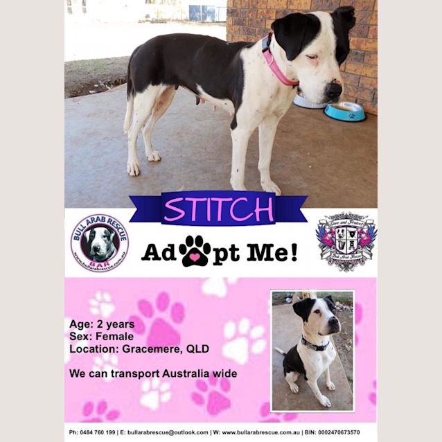 Photo of Stitch