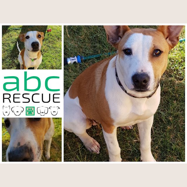 Photo of Lady ( Big Adopt Out Attendees)