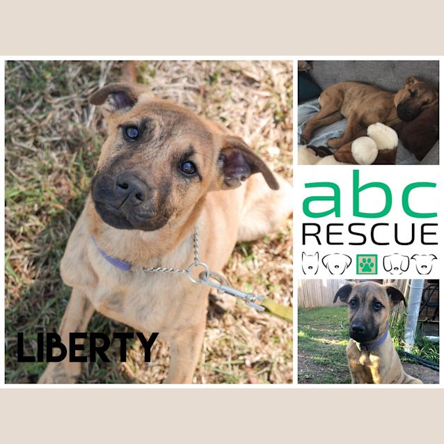 Photo of Liberty (Big Adopt Out Attendee)