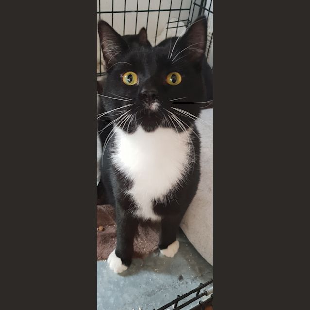 Photo of Luscian The Playful Tuxedo Boy Cat