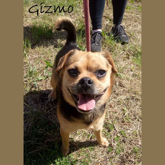 Photo of Gizmo