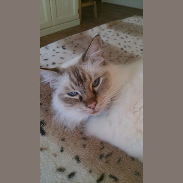 Photo of Missy (Bn C443) 