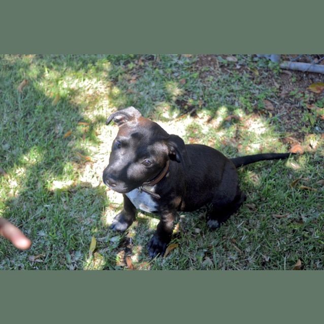Photo of Quince D3959   Adoption Pending