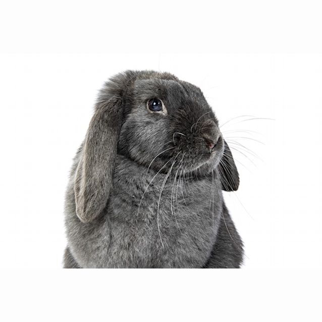 Photo of Bopsy