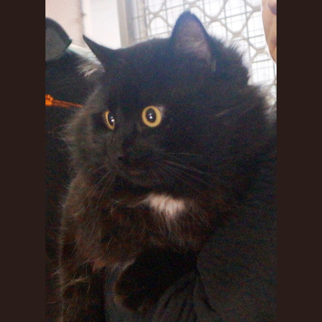 Photo of Dickens