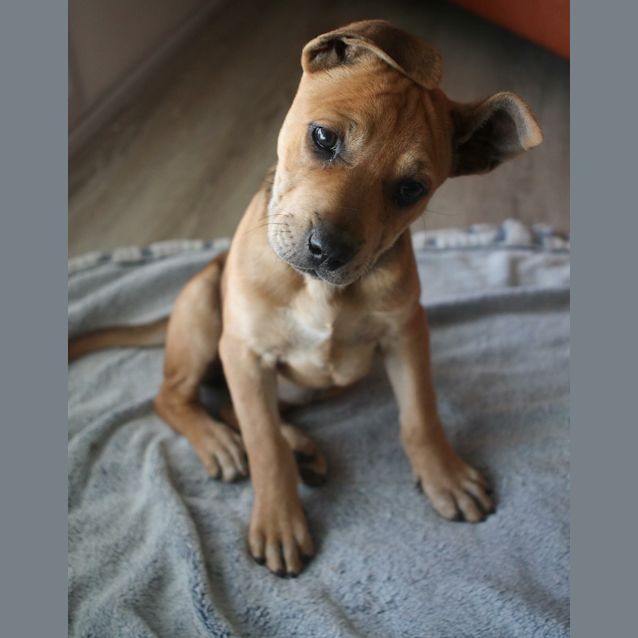 Photo of Playful Peta 