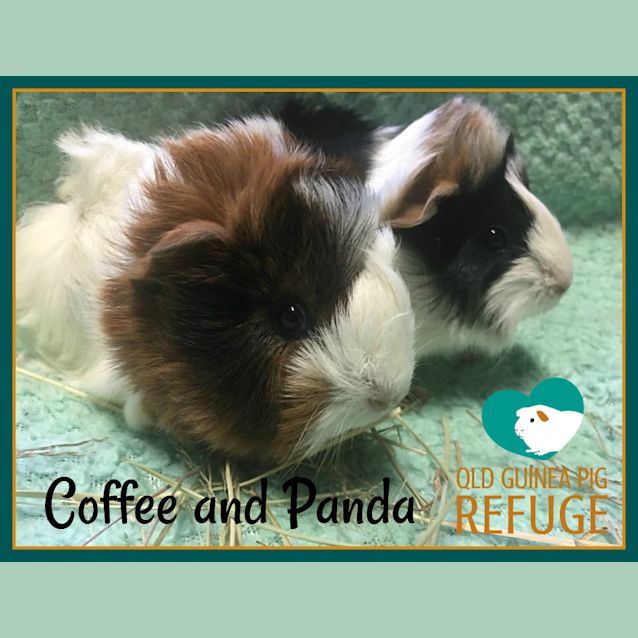Photo of Coffee And Panda (Indoor Home Only)