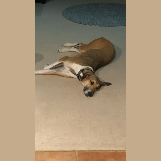 Photo of Milo