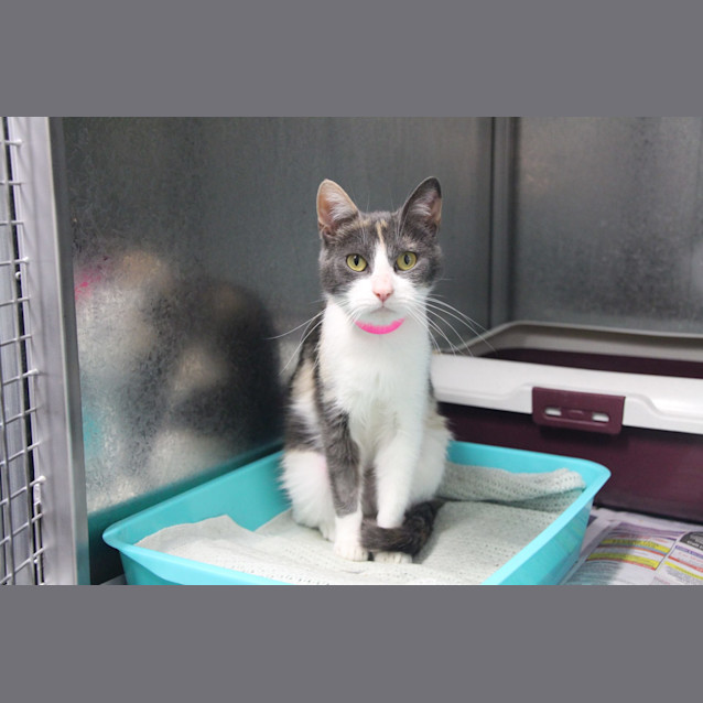 Photo of Lucy (3226)