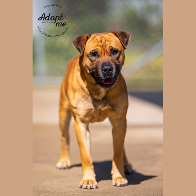 Photo of Chappie Hsc 17  