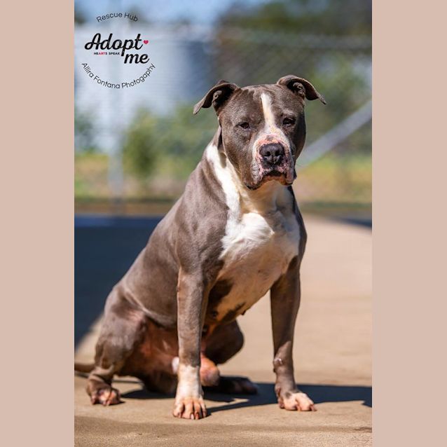 Photo of Charlie (Pcc 507)