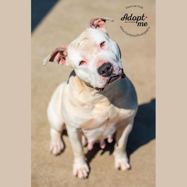 Photo of Ellie (Pcc 505)