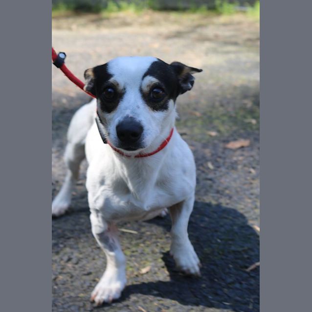 Photo of Chester