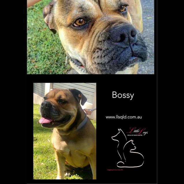 Photo of Bossy