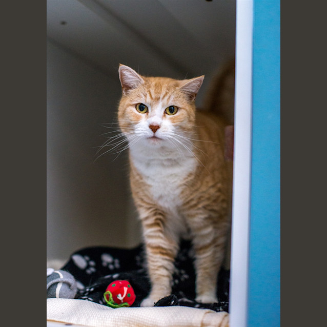 Photo of Muffin