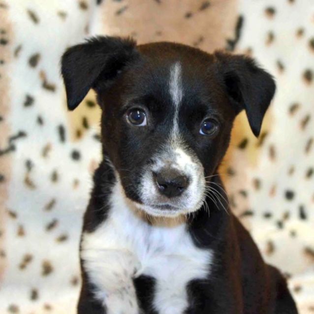 Photo of Serene D3965   Adoption Pending