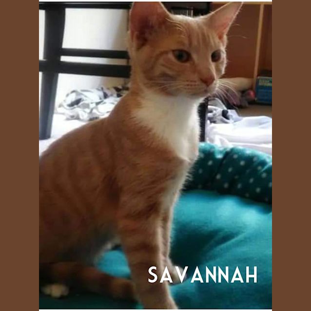 Photo of Savannah
