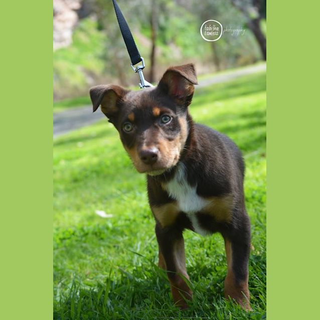 Photo of **On Trial** Rusty